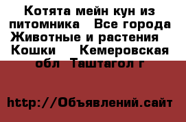 Котята мейн-кун из питомника - Все города Животные и растения » Кошки   . Кемеровская обл.,Таштагол г.